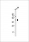 Bcl-G BH3 Domain Antibody